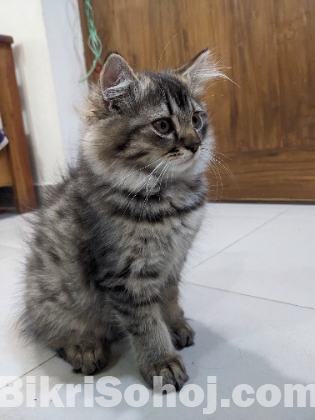 Persian kitten Male  (Maine Coon)